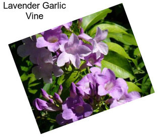 Lavender Garlic Vine