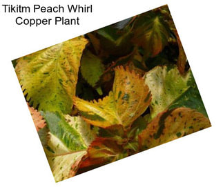 Tikitm Peach Whirl Copper Plant