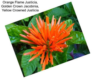 Orange Flame Justicia, Golden Crown Jacobinia, Yellow Crowned Justicia