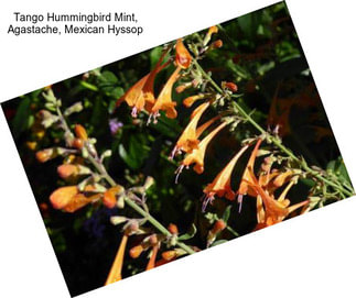 Tango Hummingbird Mint, Agastache, Mexican Hyssop