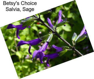 Betsy\'s Choice Salvia, Sage