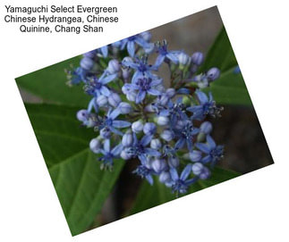 Yamaguchi Select Evergreen Chinese Hydrangea, Chinese Quinine, Chang Shan