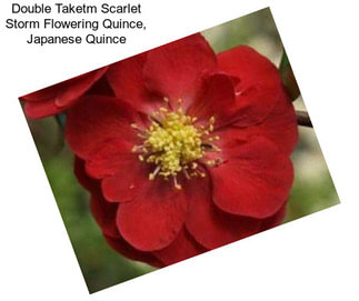 Double Taketm Scarlet Storm Flowering Quince, Japanese Quince