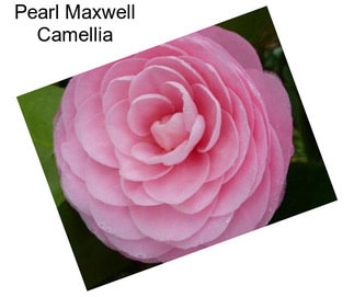 Pearl Maxwell Camellia