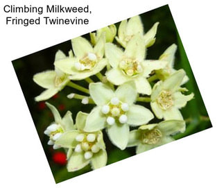 Climbing Milkweed, Fringed Twinevine