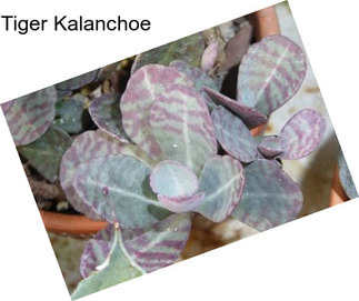 Tiger Kalanchoe