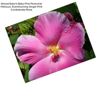 Almost Eden\'s Baby Pink Perennial Hibiscus, Everblooming Single Pink Confederate Rose