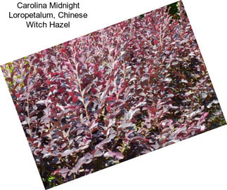 Carolina Midnight Loropetalum, Chinese Witch Hazel