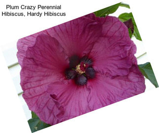 Plum Crazy Perennial Hibiscus, Hardy Hibiscus