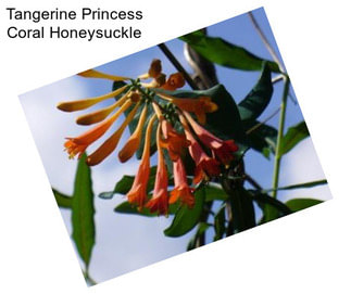 Tangerine Princess Coral Honeysuckle