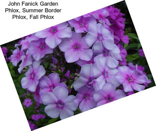 John Fanick Garden Phlox, Summer Border Phlox, Fall Phlox