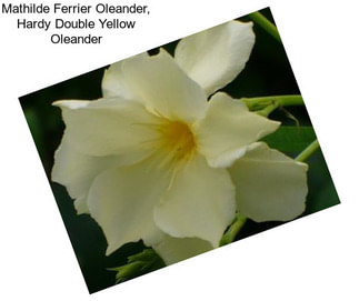 Mathilde Ferrier Oleander, Hardy Double Yellow Oleander