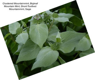 Clustered Mountainmint, Bigleaf Mountain Mint, Short-Toothed Mountainmint, Sage