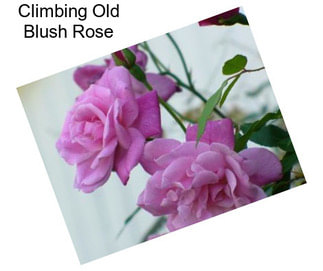 Climbing Old Blush Rose