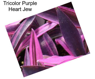 Tricolor Purple Heart Jew