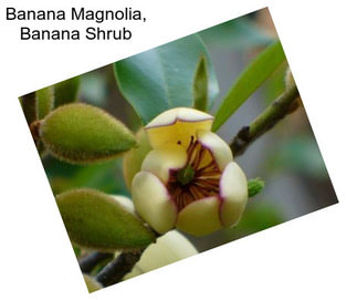 Banana Magnolia, Banana Shrub