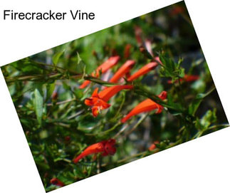 Firecracker Vine