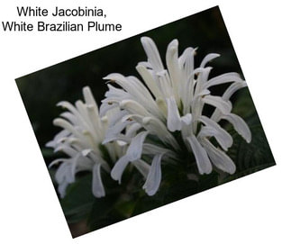 White Jacobinia, White Brazilian Plume