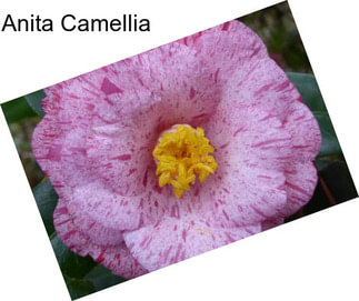 Anita Camellia