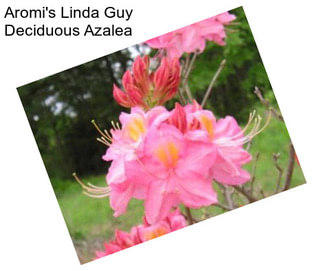 Aromi\'s Linda Guy Deciduous Azalea