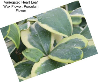 Variegated Heart Leaf Wax Flower, Porcelain Flower