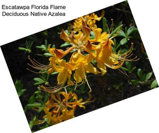 Escatawpa Florida Flame Deciduous Native Azalea