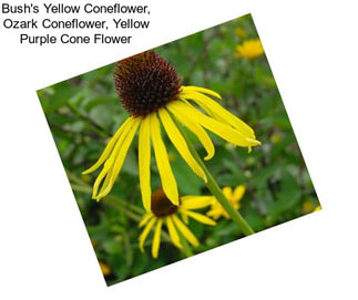 Bush\'s Yellow Coneflower, Ozark Coneflower, Yellow Purple Cone Flower