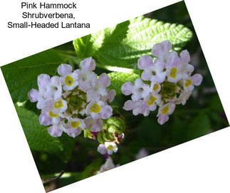 Pink Hammock Shrubverbena, Small-Headed Lantana