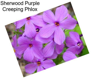 Sherwood Purple Creeping Phlox