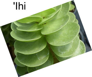 \'Ihi