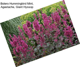 Bolero Hummingbird Mint, Agastache, Giant Hyssop