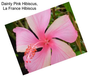 Dainty Pink Hibiscus, La France Hibiscus