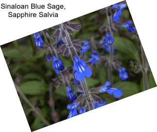Sinaloan Blue Sage, Sapphire Salvia