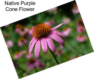 Native Purple Cone Flower