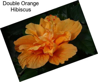 Double Orange Hibiscus