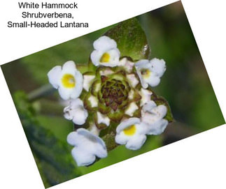 White Hammock Shrubverbena, Small-Headed Lantana