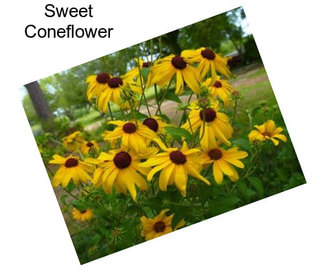 Sweet Coneflower