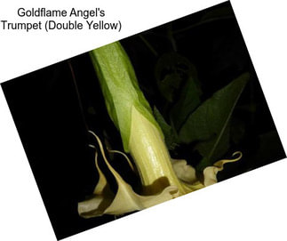 Goldflame Angel\'s Trumpet (Double Yellow)