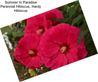 Summer In Paradise Perennial Hibiscus, Hardy Hibiscus