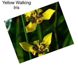 Yellow Walking Iris