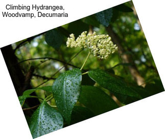 Climbing Hydrangea, Woodvamp, Decumaria
