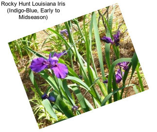 Rocky Hunt Louisiana Iris (Indigo-Blue, Early to Midseason)