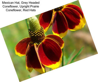 Mexican Hat, Grey Headed Coneflower, Upright Prairie Coneflower, Red Hats