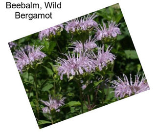 Beebalm, Wild Bergamot