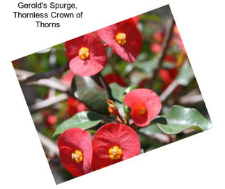 Gerold\'s Spurge, Thornless Crown of Thorns