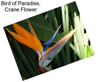 Bird of Paradise, Crane Flower