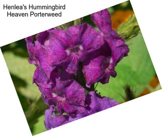 Henlea\'s Hummingbird Heaven Porterweed