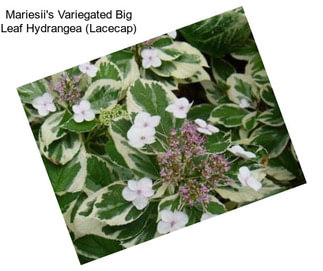 Mariesii\'s Variegated Big Leaf Hydrangea (Lacecap)