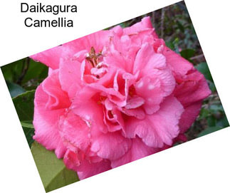 Daikagura Camellia