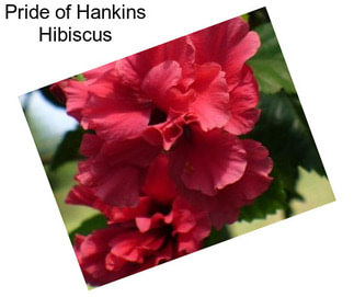 Pride of Hankins Hibiscus